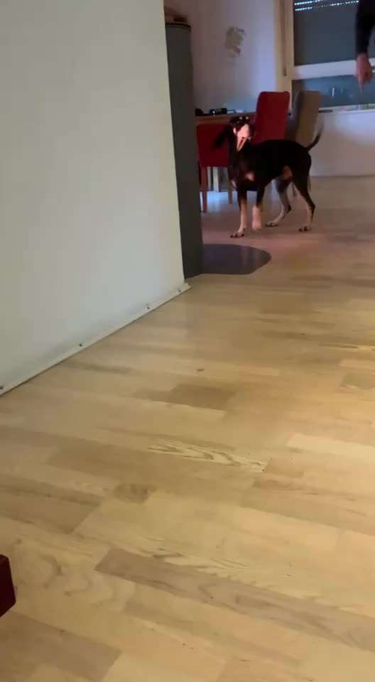 44.Tricktraining ,, Pfote auf Target,,-Beitrag-Bild