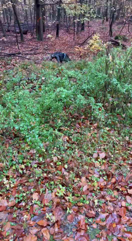 Impulskontrollübung Nr. 66 Reichmann‘sche Richtungsumkehr-Beitrag-Bild