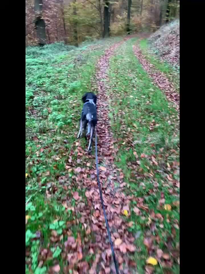 Intrinsische Motivation - Leinenführigkeit?-Beitrag-Bild