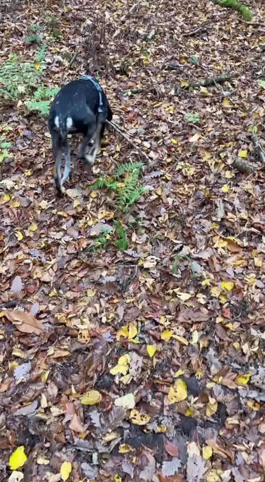 "Wege zur Freundschaft" (Ulli Reichmann)-Beitrag-Bild