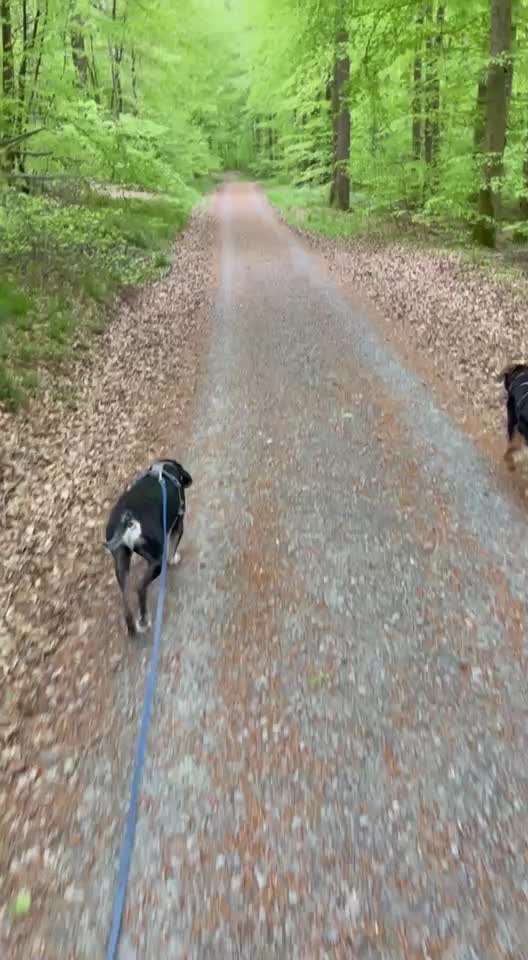 Nr. 71 - Leinenführigkeit (Impulskontrollübung)-Beitrag-Bild