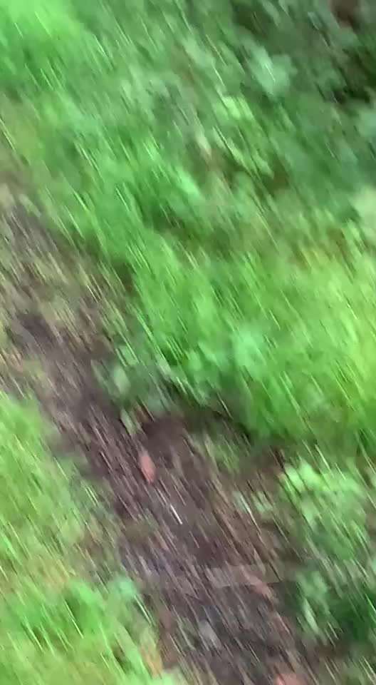 57. Impulskontrollchallenge (Zweiter Anlauf): Tiere beobachten-Beitrag-Bild