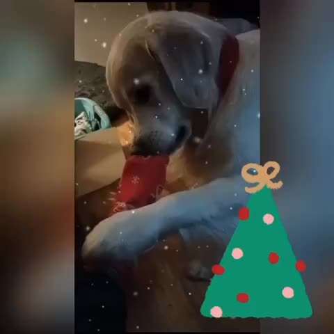 Action-Fun Hund- Aventskalender-Beitrag-Bild