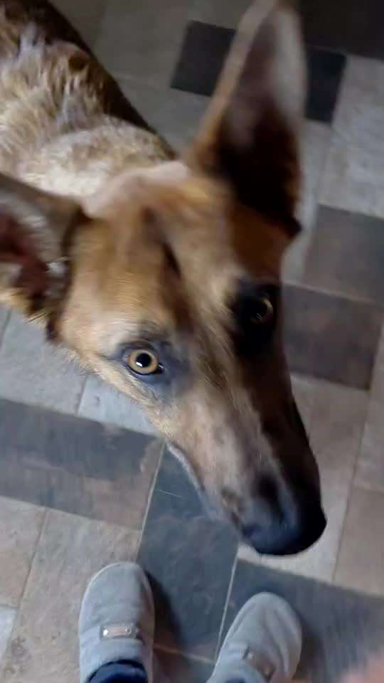 aktuelles Foto Gruppe Backen für Hunde