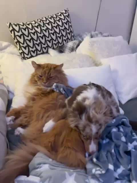 Unsere Fellnasen im Regenbogenland-Beitrag-Bild