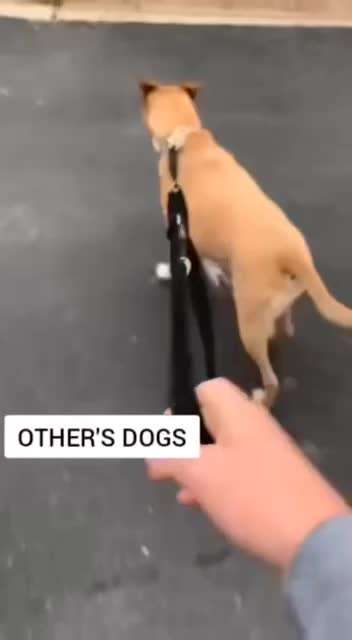 Hunde Memes-Beitrag-Bild