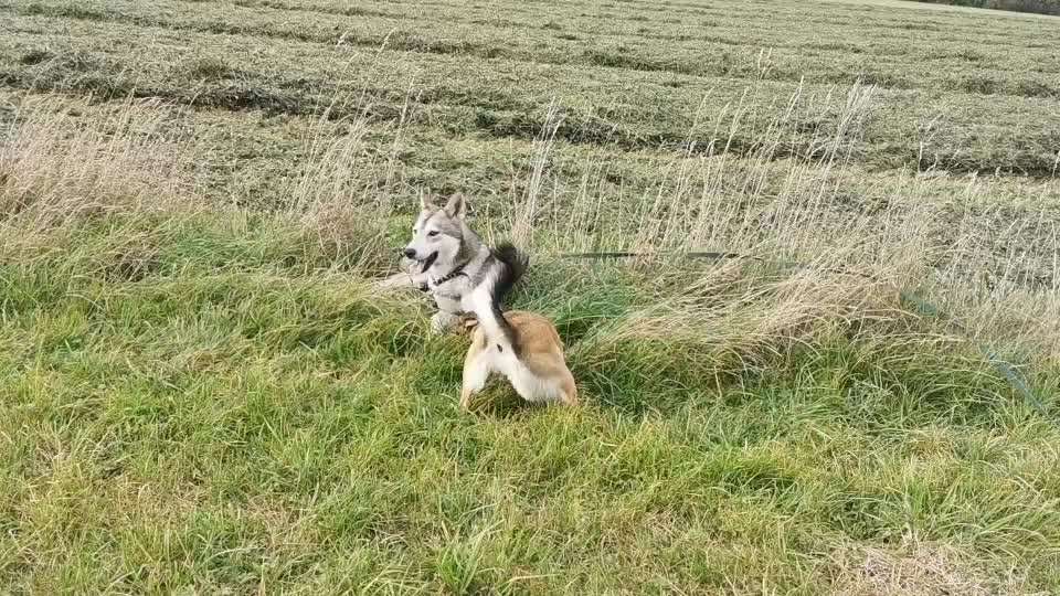 Bester Freund, Hundekumpel - zeigt her!-Beitrag-Bild