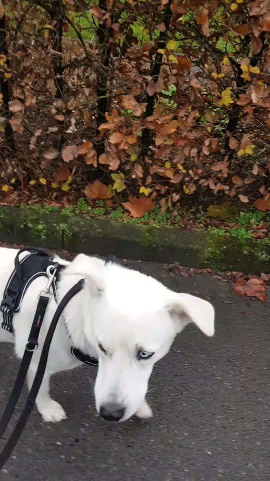 Wie sitzt mein Geschirr?-Beitrag-Bild