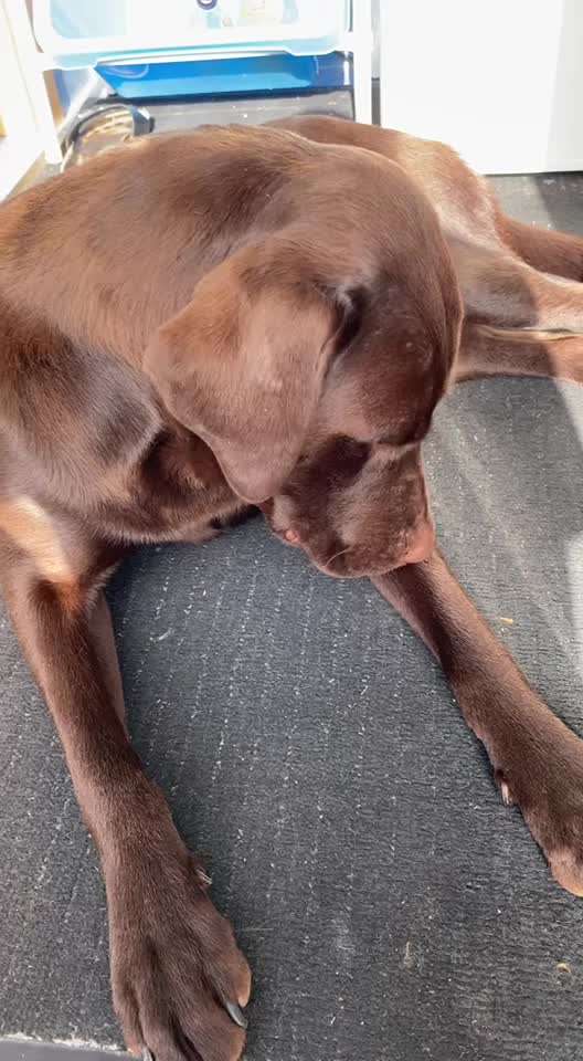 Hund macht komische Geräusche-Beitrag-Bild