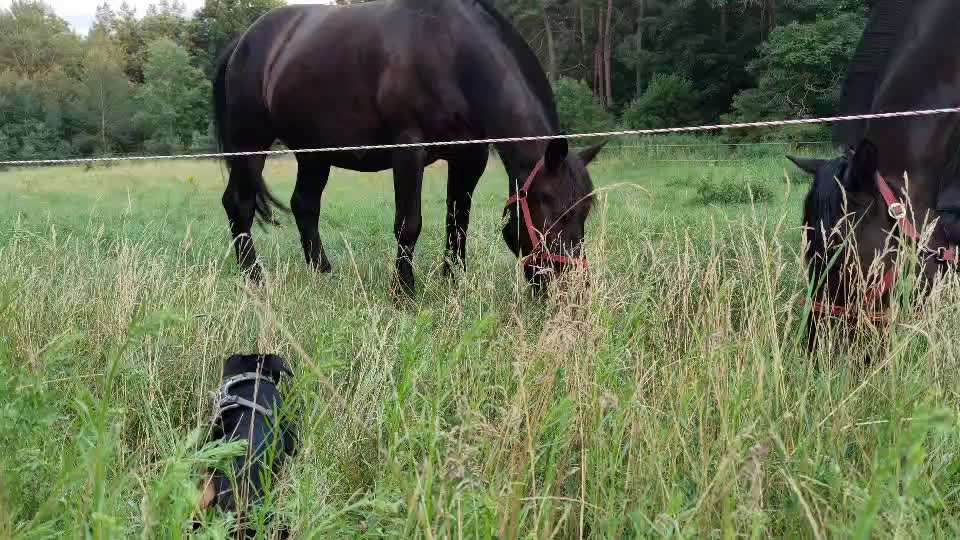 Liebhaber des Deutschen Pinscher gesucht.-Beitrag-Bild