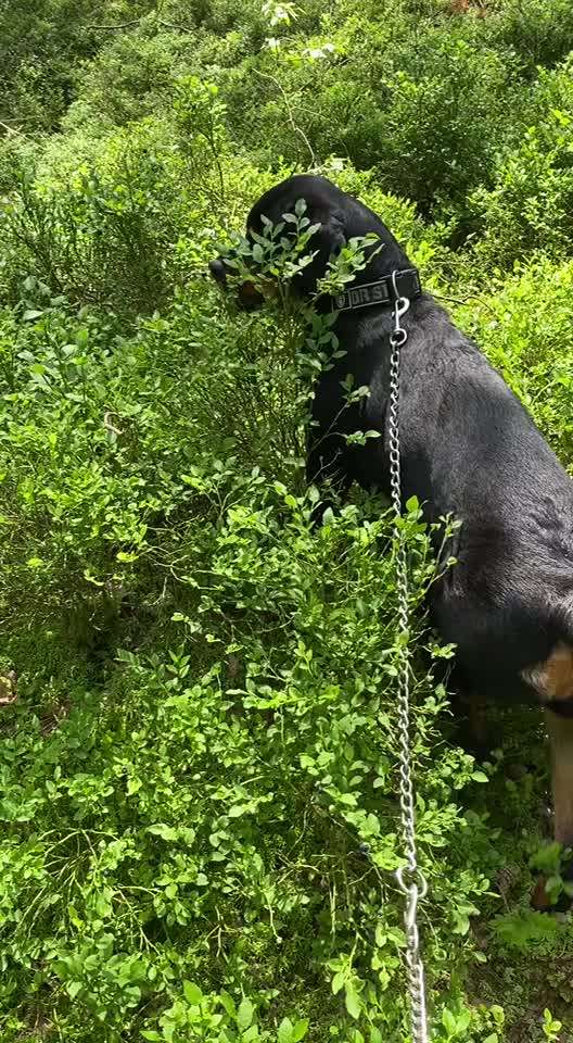 Zeigt eure Näpfe-Beitrag-Bild