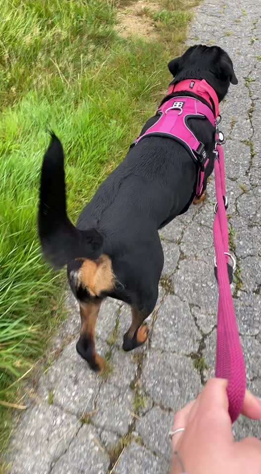 Der Gewichts-Thread-Beitrag-Bild