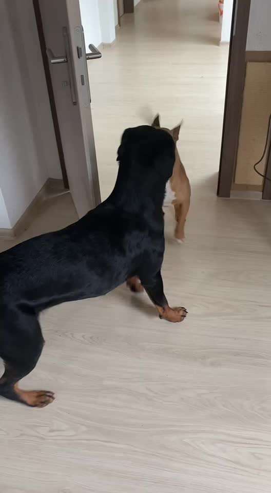 Analyse & Interpretation von Verhalten-Beitrag-Bild