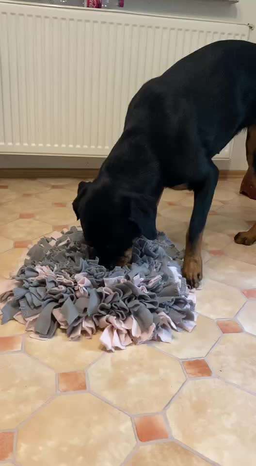 Intelligenzspielzeug kaufen oder diy?-Beitrag-Bild