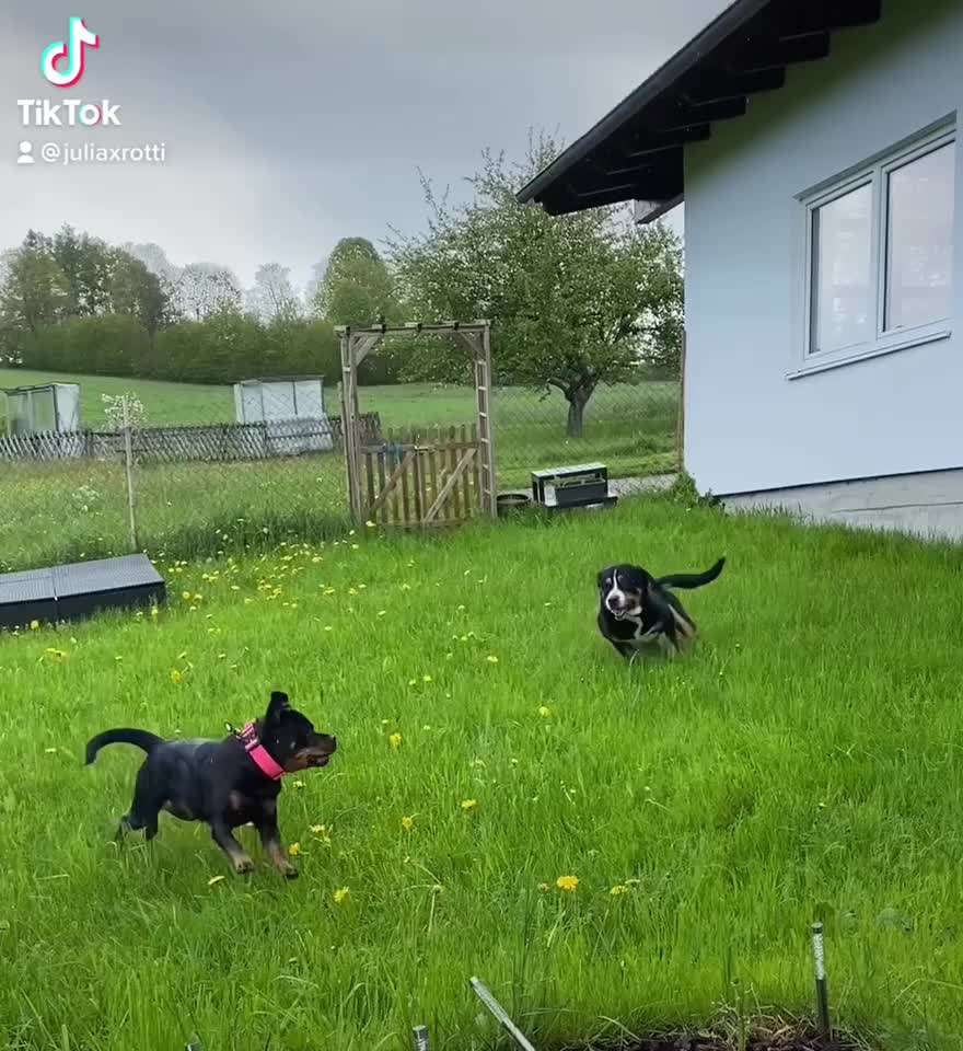Zeigt hier Euer liebstes Video Eurer Hunde-Beitrag-Bild