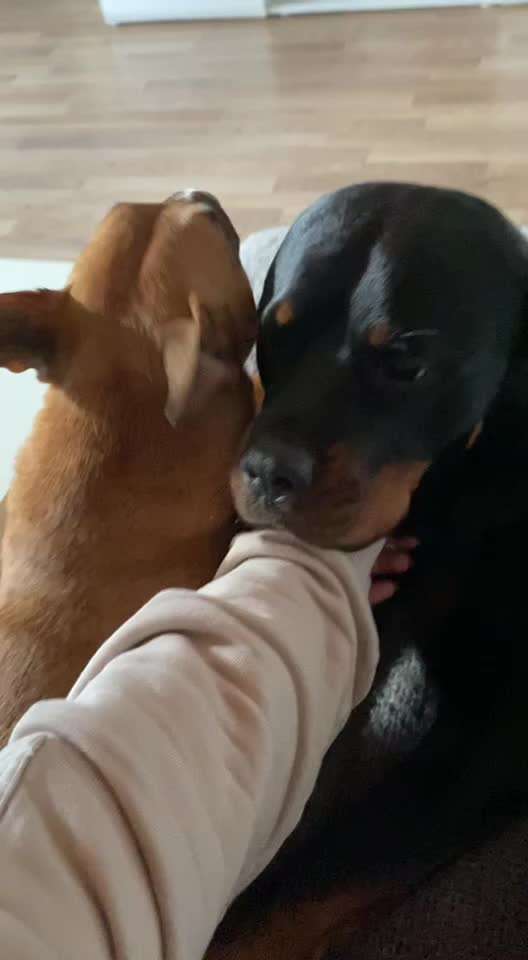 Miniatur Bull Terrier-Beitrag-Bild