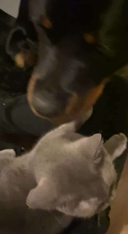 Hund und Katz Momente-Beitrag-Bild