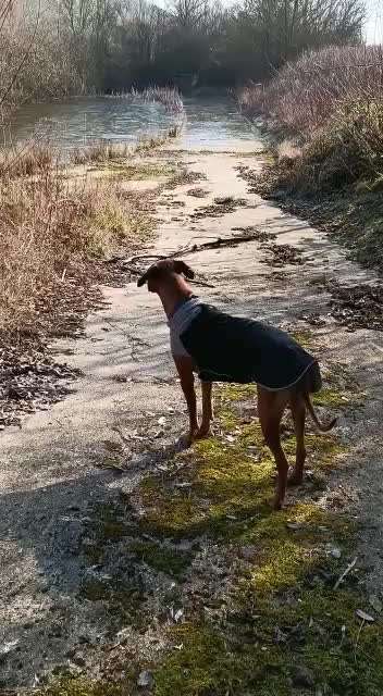 Rhodesian Ridgeback-Beitrag-Bild