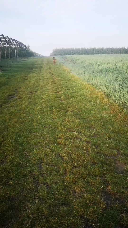 Rhodesian Ridgeback-Beitrag-Bild