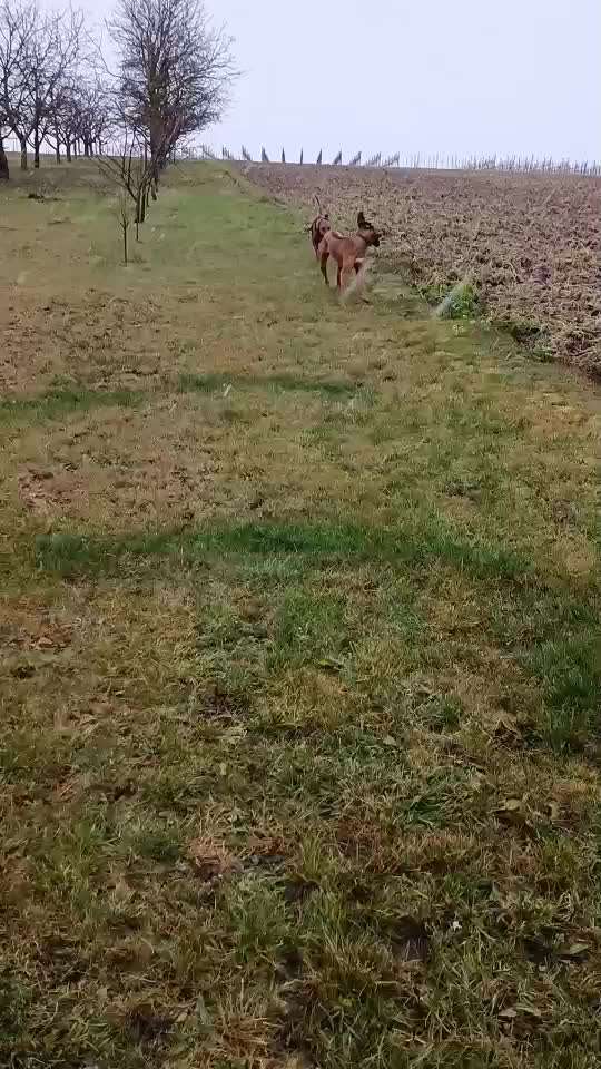 Rhodesian Ridgeback-Beitrag-Bild