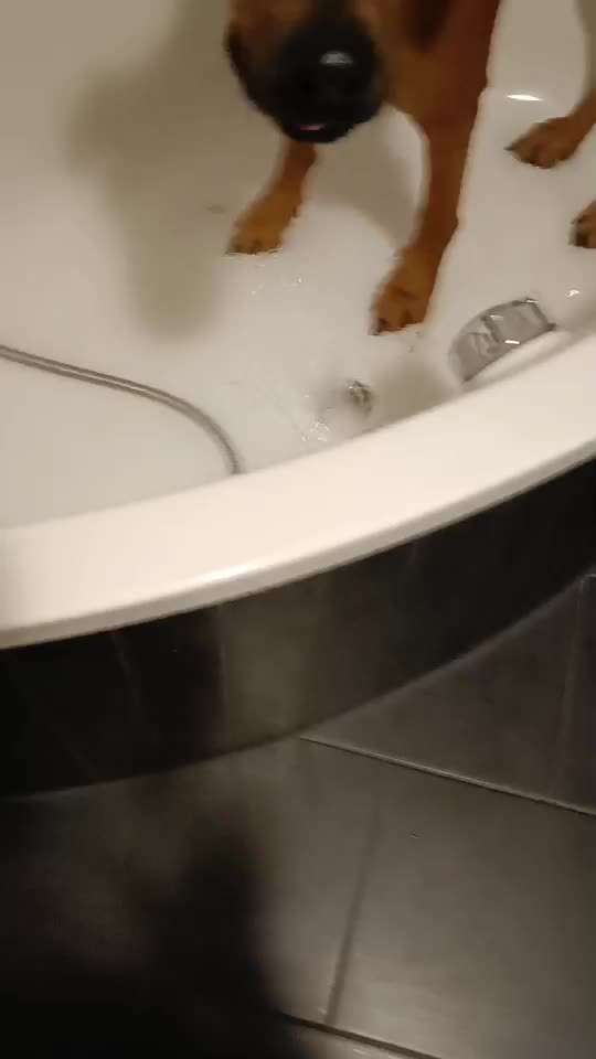 Rhodesian Ridgeback-Beitrag-Bild