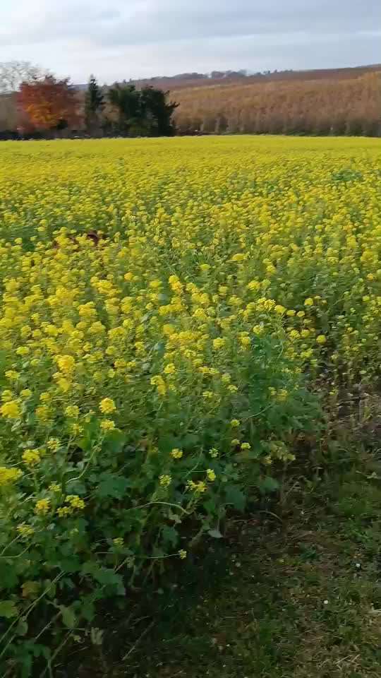 Rhodesian Ridgeback-Beitrag-Bild