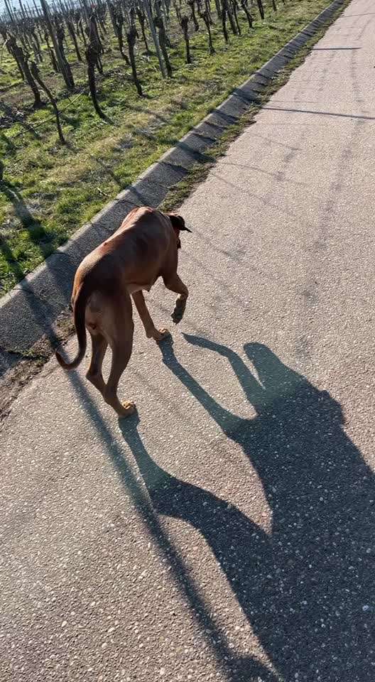Rhodesian Ridgeback-Beitrag-Bild