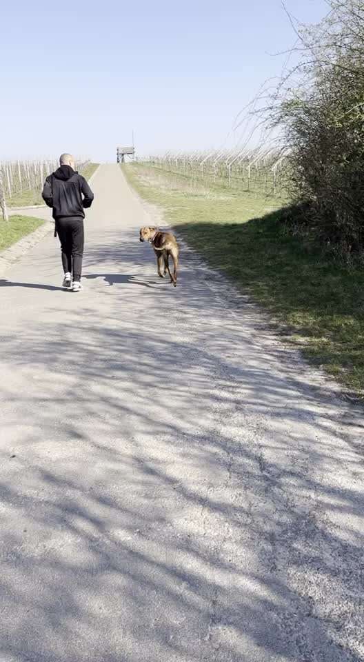 Rhodesian Ridgeback-Beitrag-Bild