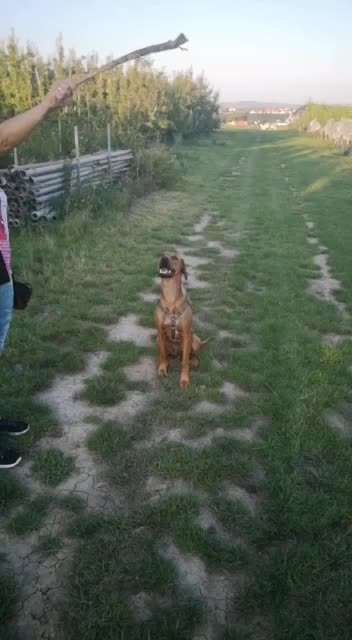 Rhodesian Ridgeback-Beitrag-Bild