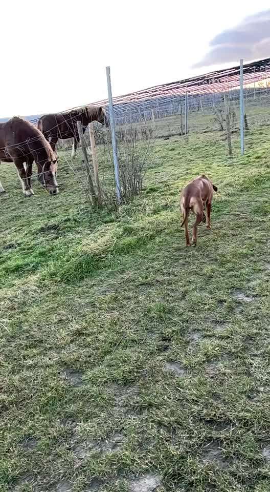 Rhodesian Ridgeback-Beitrag-Bild
