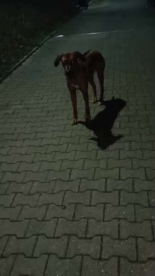 Rhodesian Ridgeback-Beitrag-Bild