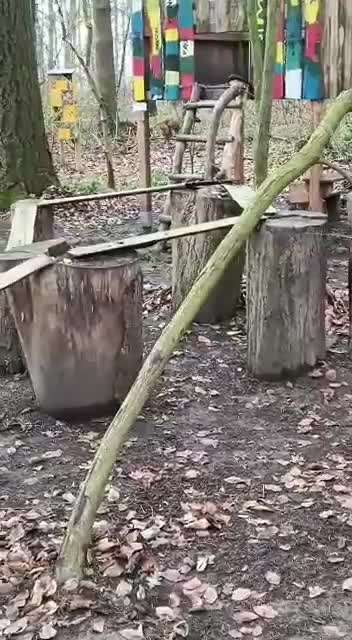 Rhodesian Ridgeback-Beitrag-Bild