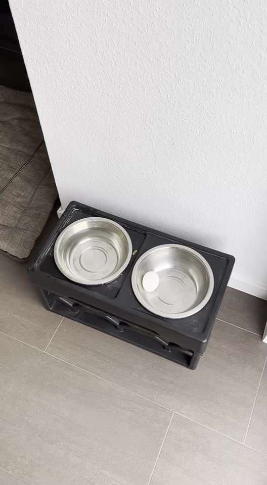 Rhodesian Ridgeback-Beitrag-Bild