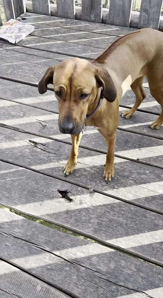 Rhodesian Ridgeback-Beitrag-Bild