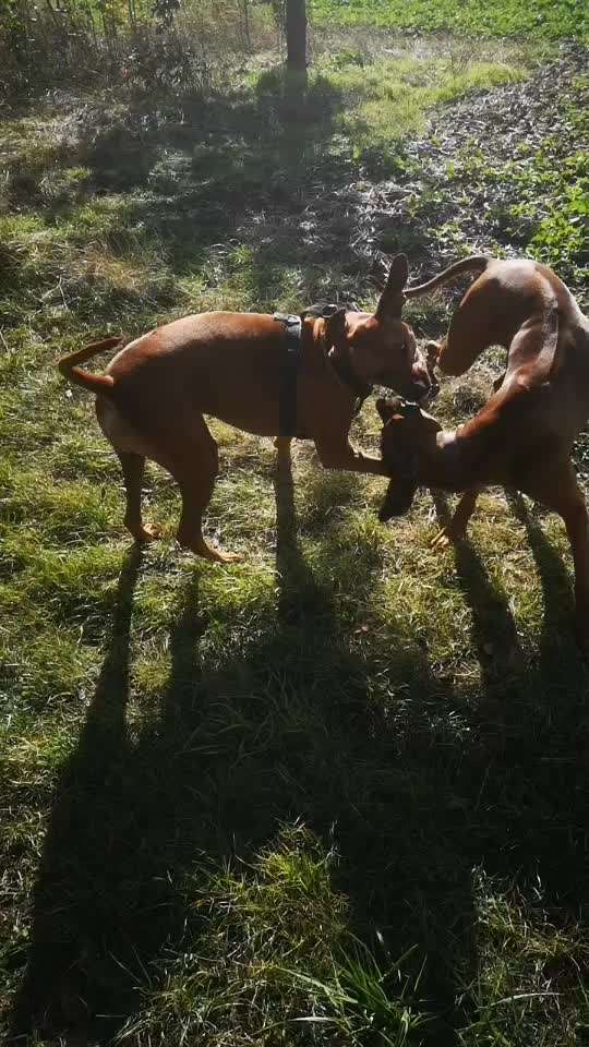 Rhodesian Ridgeback-Beitrag-Bild