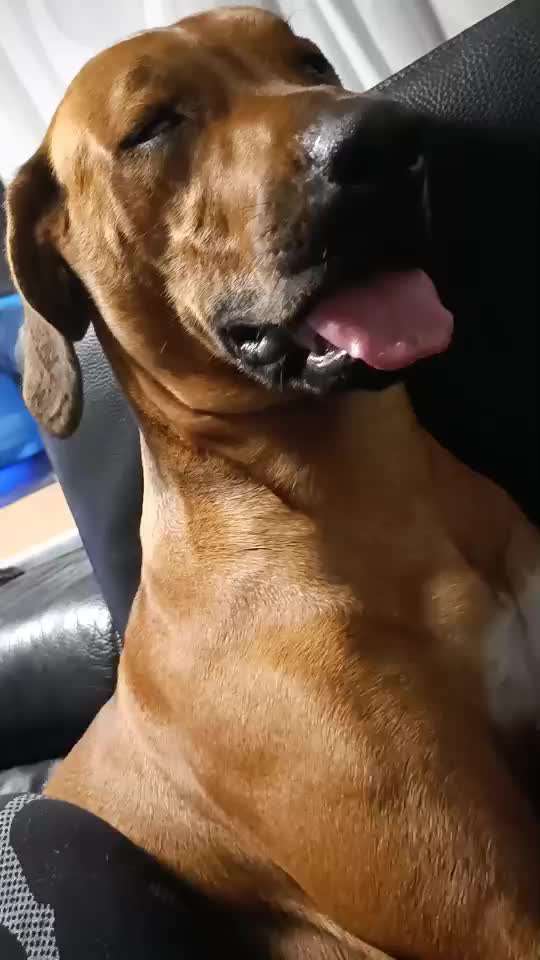 Rhodesian Ridgeback-Beitrag-Bild