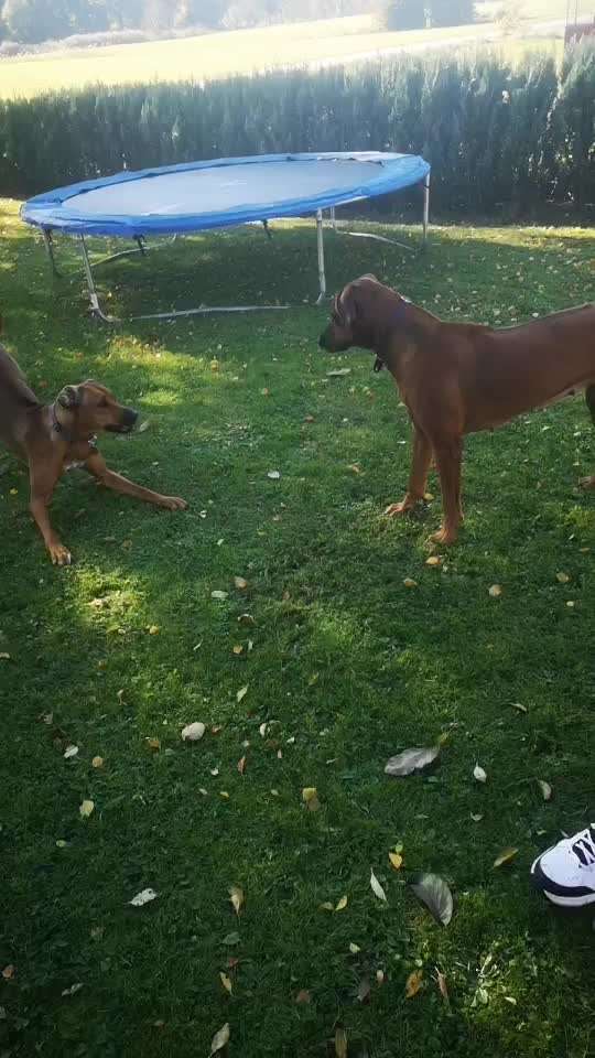 Rhodesian Ridgeback-Beitrag-Bild