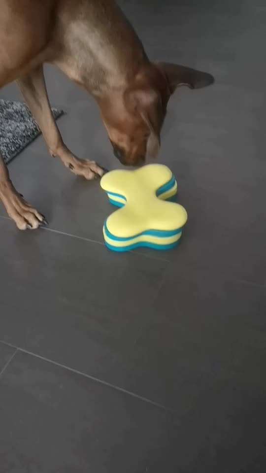 Rhodesian Ridgeback-Beitrag-Bild