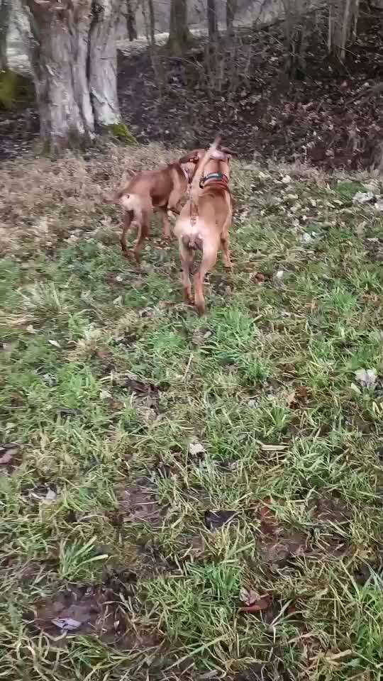 Rhodesian Ridgeback-Beitrag-Bild