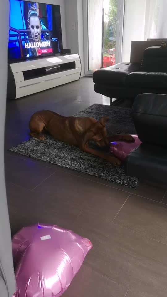 Rhodesian Ridgeback-Beitrag-Bild