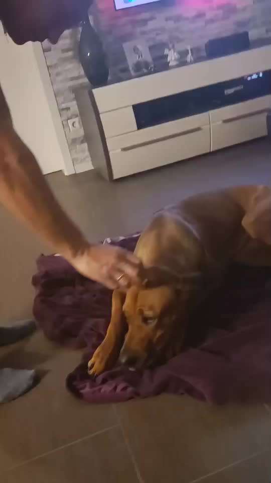 Rhodesian Ridgeback-Beitrag-Bild