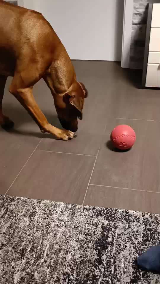 Rhodesian Ridgeback-Beitrag-Bild