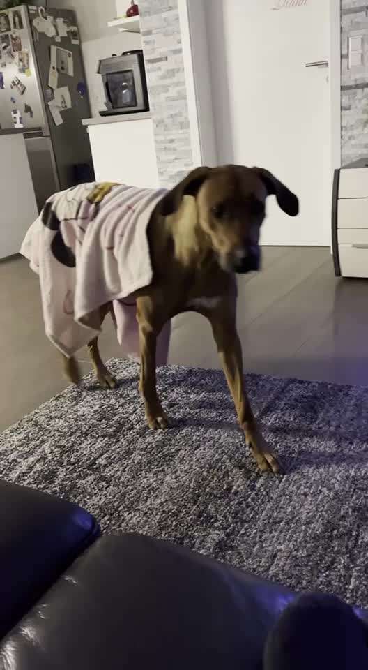 Rhodesian Ridgeback-Beitrag-Bild