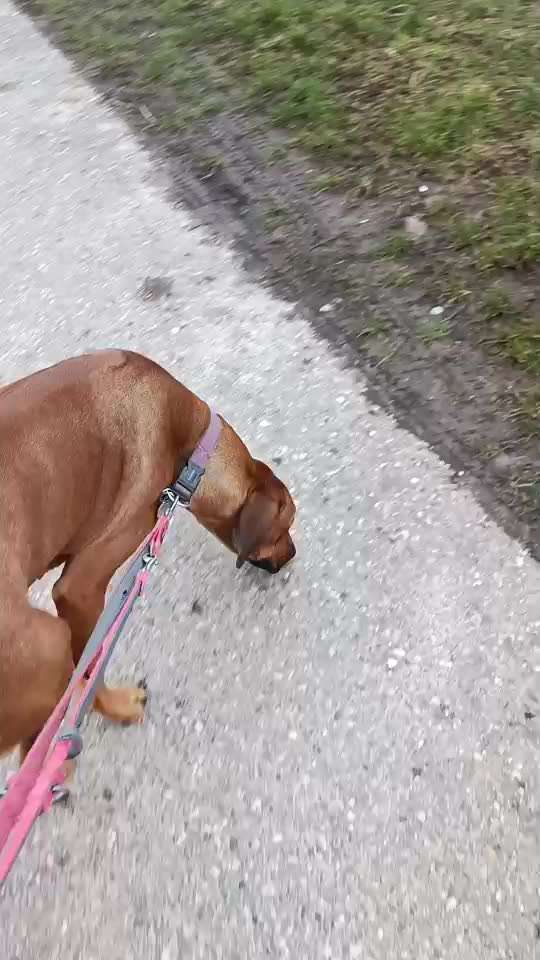 Rhodesian Ridgeback-Beitrag-Bild