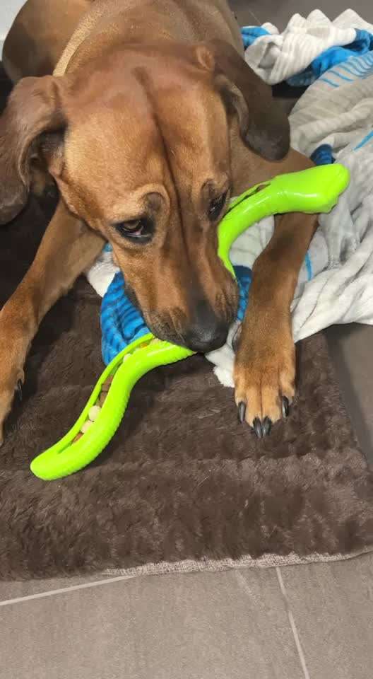 Rhodesian Ridgeback-Beitrag-Bild