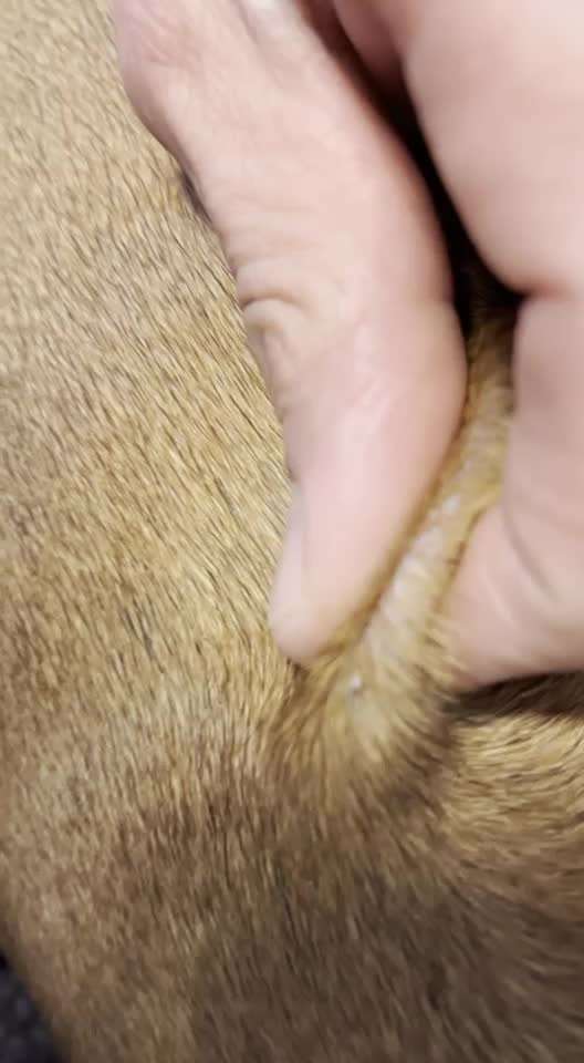 Rhodesian Ridgeback-Beitrag-Bild