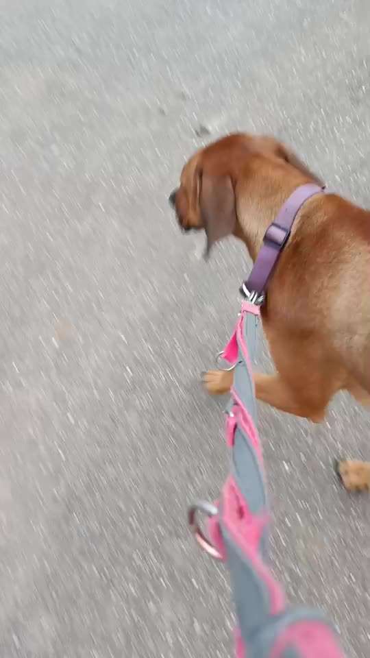 Rhodesian Ridgeback-Beitrag-Bild