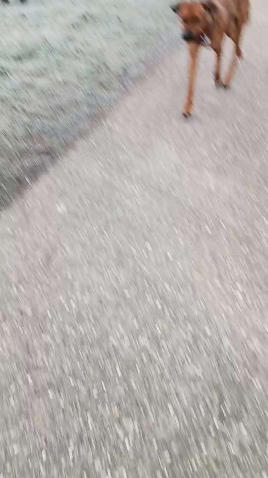 Rhodesian Ridgeback-Beitrag-Bild