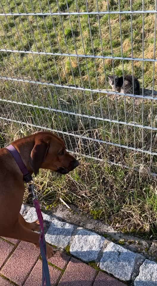 Rhodesian Ridgeback-Beitrag-Bild