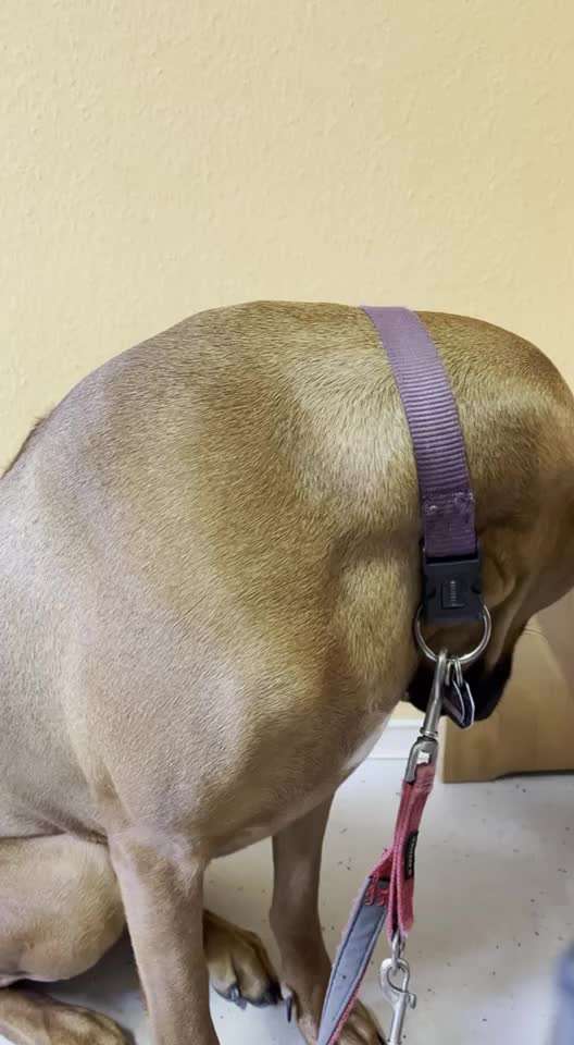 Rhodesian Ridgeback-Beitrag-Bild